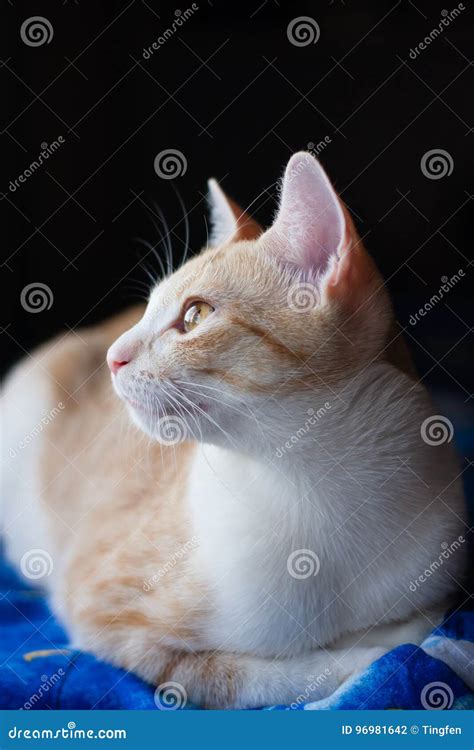 Side View Of Tabby Cat Stock Photo Image Of Cute Beautiful 96981642