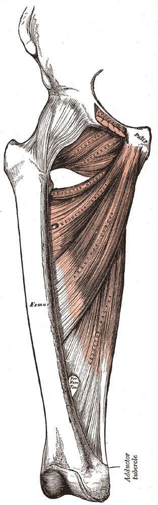 The thigh gap, that space between your upper thighs that appears even when your knees knock together, has become a standard of physical beauty you absolutely can lose that upper inner thigh fat, but there are a number of things you need to consider. Muscle Imbalance: Inner and Outer Thighs