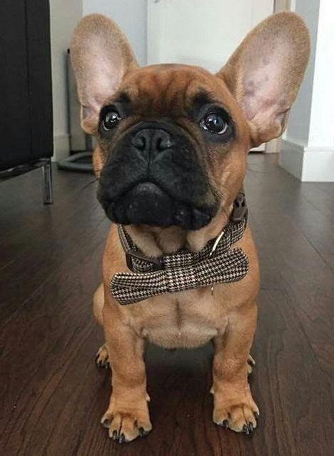 Because french dog names are sweet, cute, funny, chic, stylish, and classy. Ralph the very Dapper French Bulldog Puppy ️ # ...