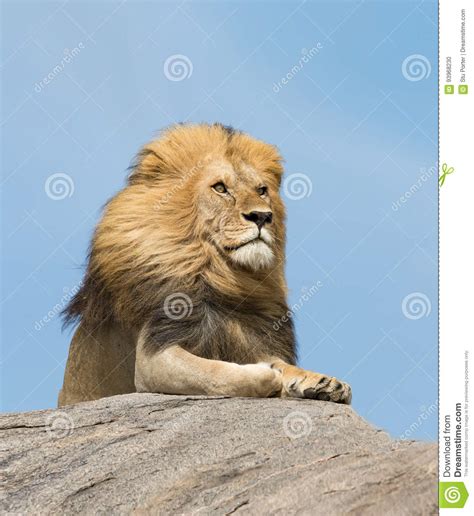 Male Lion On Rock Serengeti Tanzania Stock Photo Image Of Power