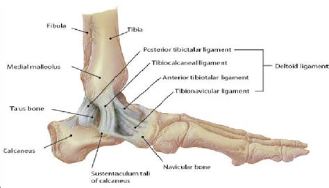 Foot Ankle Anatomy