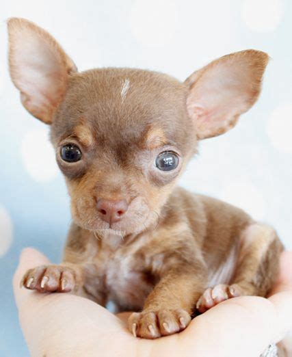 Chocolate Chihuahua Puppy By Perros Bonitos