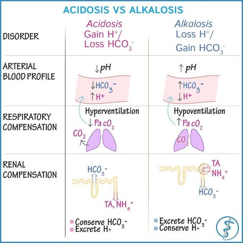 acidosis vs alkalosis renalphysiology respiratoryphysiology acidbase physiology an