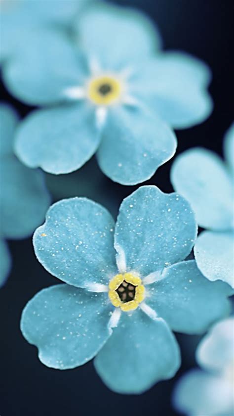 Forget Me Blue Flowers Iphone Wallpapers Free Download