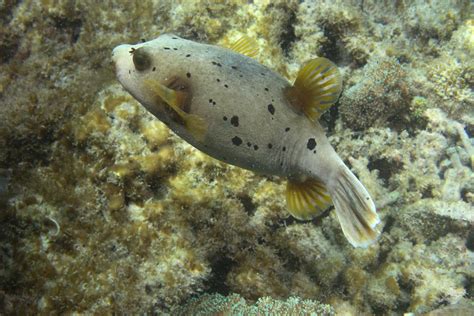 Black Spotted Pufferfish Factsvideo And Photographs