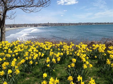 Newports Daffodil Days Begins With Perfect Weather Newport Ri Patch