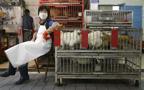 The woman, in her 20s, killed the duck being carried inside her handbag because she was told live animals, except for guide dogs, were not allowed on the train, reports newssc.org (via south china morning post). Chinese Woman Killing A Goat / Chinese Woman Kills Herself ...