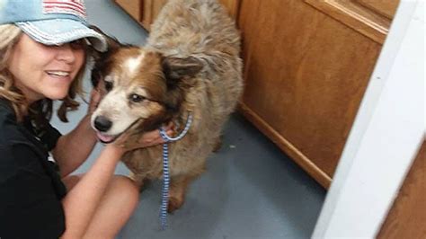 3 év után került haza a család elveszettnek hitt kutyája nlc