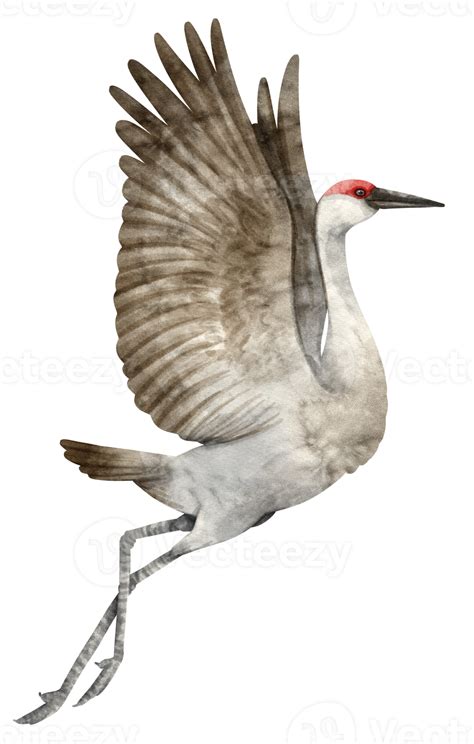 Watercolor Crane Bird Illustration 9373058 Png