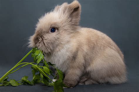 Qu Comen Los Conejos Todo Sobre Una Alimentaci N Adecuada