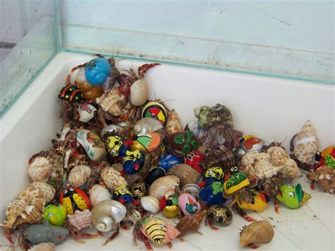 Painted shells are toxic, unnecessary, and destroy a much needed natural resource. such colorful shells! | Hermit crab, Hermit, Crab