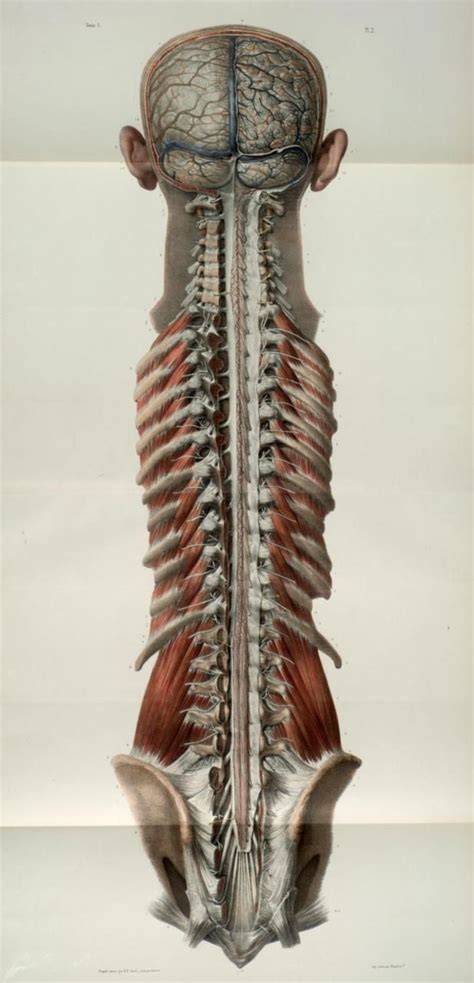 From Traité complet de l anatomie de l homme comprenant la médecine opératoire by Jean