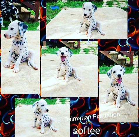 Find dalmatian puppies and breeders in your area and helpful dalmatian information. Dalmatian Puppies For Sale | San Antonio, TX #239958