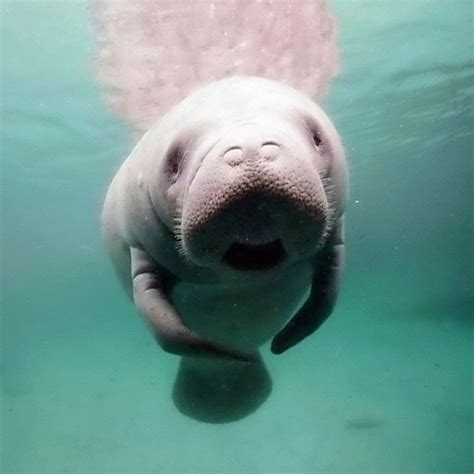 Pin By Tobque On Xd Therapy Animals Cute Funny Animals Dugong