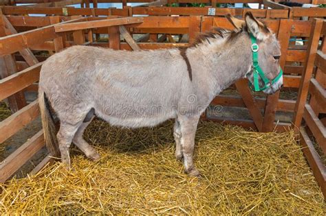 Donkey Stock Photo Image Of Mule Animal Farm Pasture 33465672