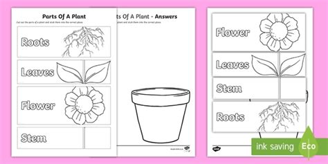 Parts Of A Plant Worksheet Twinkl Teacher Made Resources