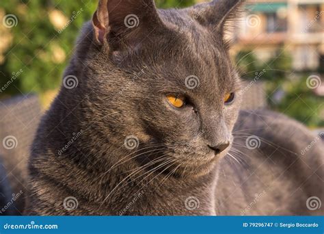 Gray Chartreux Cat Stock Image Image Of Feline Burmese 79296747