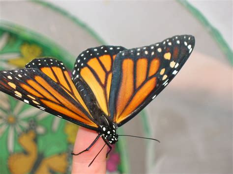 Monarch Butterflies -- Egg to Butterfly : 12 Steps (with Pictures 