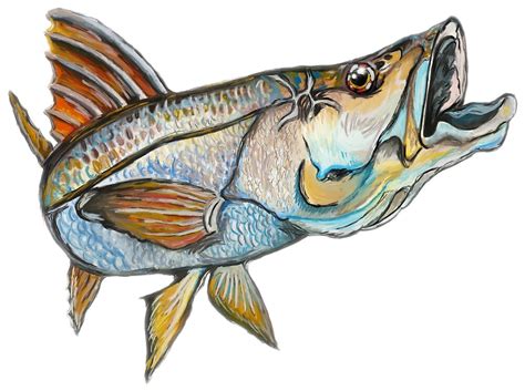 Snook By Basart Redbubble