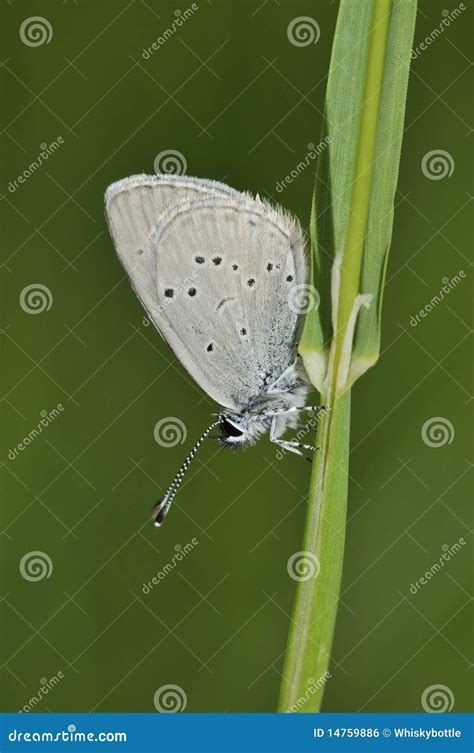 Small Blue Butterfly Cupido Minimus Stock Photo Image Of Closeup