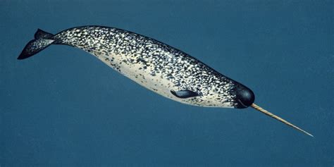 Nj Man Convicted Of Narwhal Tusk Smuggling Narwhal Weird Animals