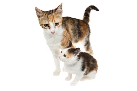 Calico is the usa term for a cat with a tortoiseshell and white coat as mentioned there is a wide range of calico cat appearances including cream, blue cream the pictures show youngsters and the ears are proportionally larger making them very noticeable. Kittens Meowing — How and Why Baby Cats Meow - Catster