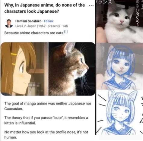 Share 64 Anime Cat Meme In Duhocakina