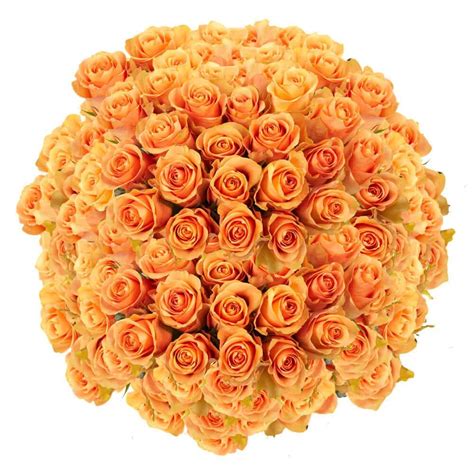 Globalrose 200 Stems Of Peach Cuenca Roses Fresh Flower Delivery