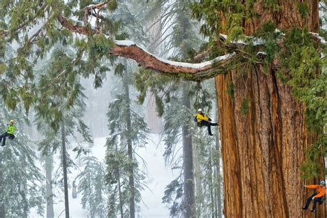 Tallest Tree In The World National Geographic