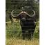 East African Buffalo Bull For Sale  WildLife South Africa Classifieds