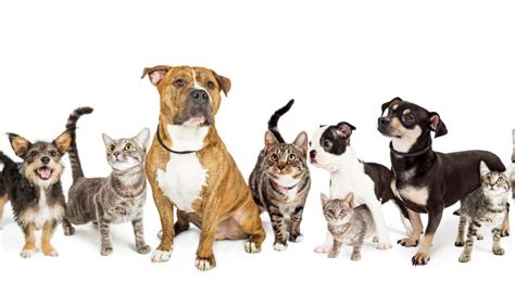 Pet Insurance For Multiple Pets Imp World