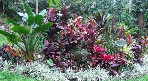 Landscaping With Tropical Plants Full Sun Cordylines