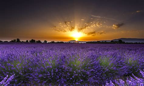 Lavender Full Hd Wallpaper And Background Image 2048x1230 Id656365