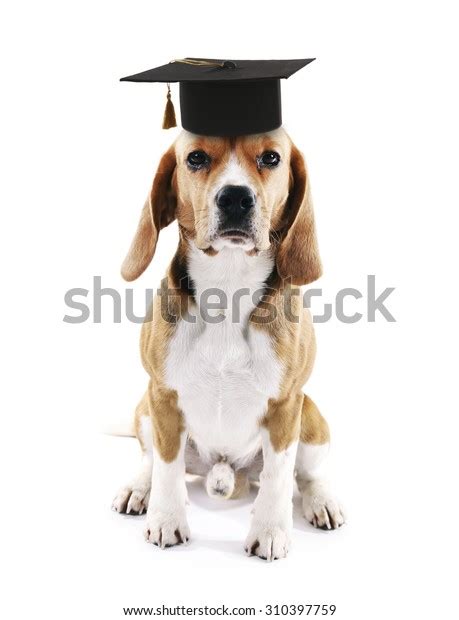 Cute Dog Grad Hat Isolated On Stock Photo 310397759 Shutterstock