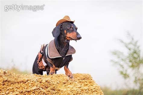 Western Cowboy Sheriff Dachshund Dog With Gun Wearing American Hat And