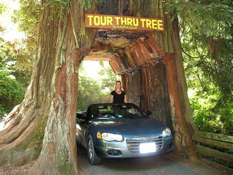 The 10 Most Amazing Giant Redwood Trees Of Northern California Active