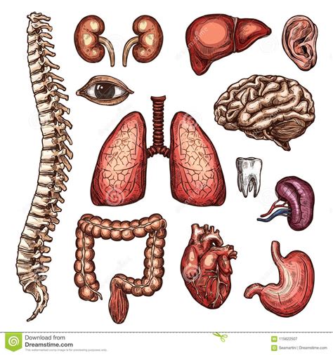 Organ Bone And Body Part Sketch Of Human Anatomy Stock Vector
