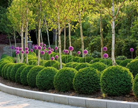 Topiary Trees For Sale Foter