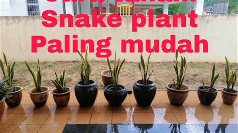 Karena dapat tumbuh dalam kondisi yang sedikit air dan cahaya matahari. Pokok viral - Cara mudah tanam pokok snake plant / lidah ...
