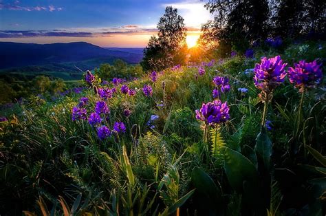 Mountain Sunset Hills Wildflowers Slope Summer Bonito Sunset