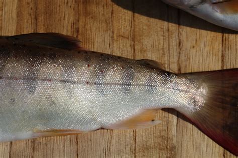 Oncorhynchus masou, known as the masu salmon, masu, or the cherry hybrid salmon, is a species of salmon found in the northern part of the pacific ocean along east asia, ranging from the kamchatka. あまご・アマゴ・雨子・Amago salmon・Oncorhynchus masou ishikawae / ブログ ...