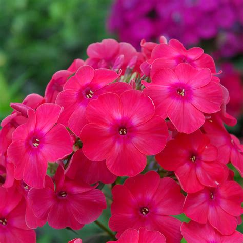 Volcano Phlox By Tesselaarusa Chronicles Of A Love Affair With Nature