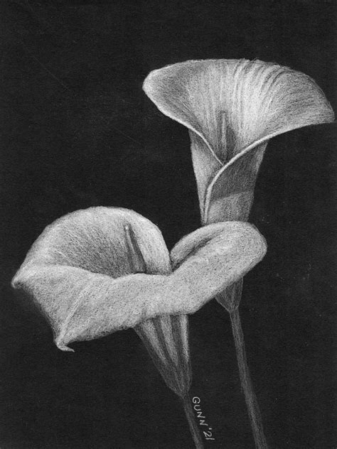 Two Calla Lilies Drawing By Katrina Gunn Fine Art America