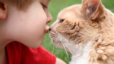 The 6 Meanings Of A Cats ＂nose Kiss＂ Do You Know