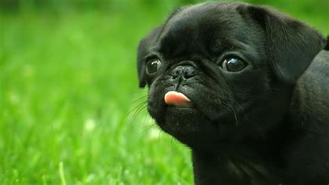 Dogs happen to like veggies and fruits, and it is a magnificent idea to enrich their diet with those. The Black Pug: Five Things You Didn't Know