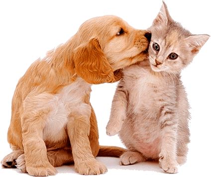 Dierenbeschermi… dierenbescherming mechelen needs your support for hondenweiden vanwege de dierenbescherming mechelen & al onze adoptiehonden! Sterilisatieactie - Dierenbescherming Mechelen
