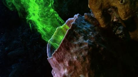 Using Fluorescent Dye To Show How Sponges Filter Feed