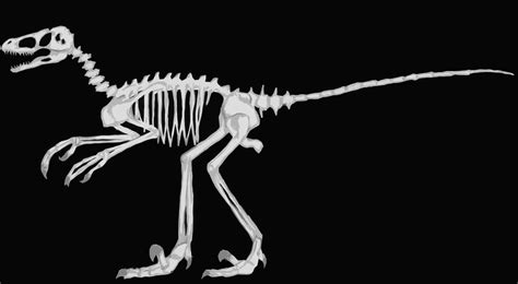 Velociraptor Skeleton By Tashasplasha On Deviantart