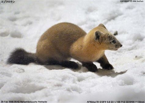 Japanese Marten Martes Melampus Photo By Shatech