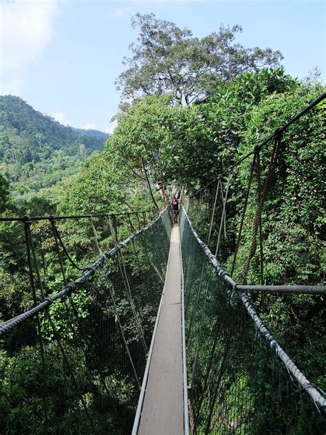 You could choose walking on the world's longest canopy walkway, visiting the aborigine village, trekking under rainforest canopy, mountain climbing. File:Taman Negara Canopy Walkway.JPG - Wikimedia Commons